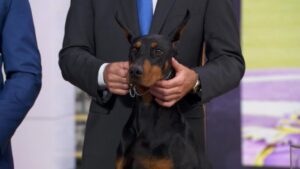 Chó Doberman Pinscher Giành Giải ‘Best in Show’ Tại Cuộc Thi Westminster