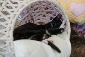 Purrfecto Cat Lounge Sẽ Mang Trải Nghiệm Cat Cafe Đến San Antonio Vào Tháng 5 3 Purrfecto Cat Lounge Sẽ Mang Trải Nghiệm Cat Cafe Đến San Antonio Vào Tháng 5