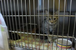 McKinney thông qua luật cho phép hoạt động TNR đối với mèo hoang