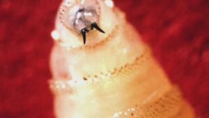 Thống Đốc Texas Tuyên Bố Tình Trạng Thảm Họa Vì Ruồi Ăn Thịt