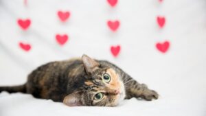 Tìm bạn đồng hành mùa Valentine: Hãy nhận nuôi một thú cưng