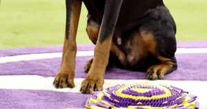 Chó Doberman Giành Giải Nhất Cuộc Thi Chó Westminster