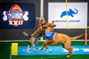Đội Lão Khuyển vs Đội Tuổi Vàng: Chó già tham gia ‘Puppy Bowl’ năm nay