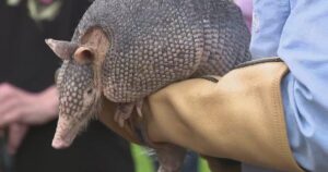 Bỏ qua Phil: Truyền thống Ngày Sóc Chuột Texas lớn hơn và tốt hơn 8 Bỏ qua Phil: Truyền thống Ngày Sóc Chuột Texas lớn hơn và tốt hơn