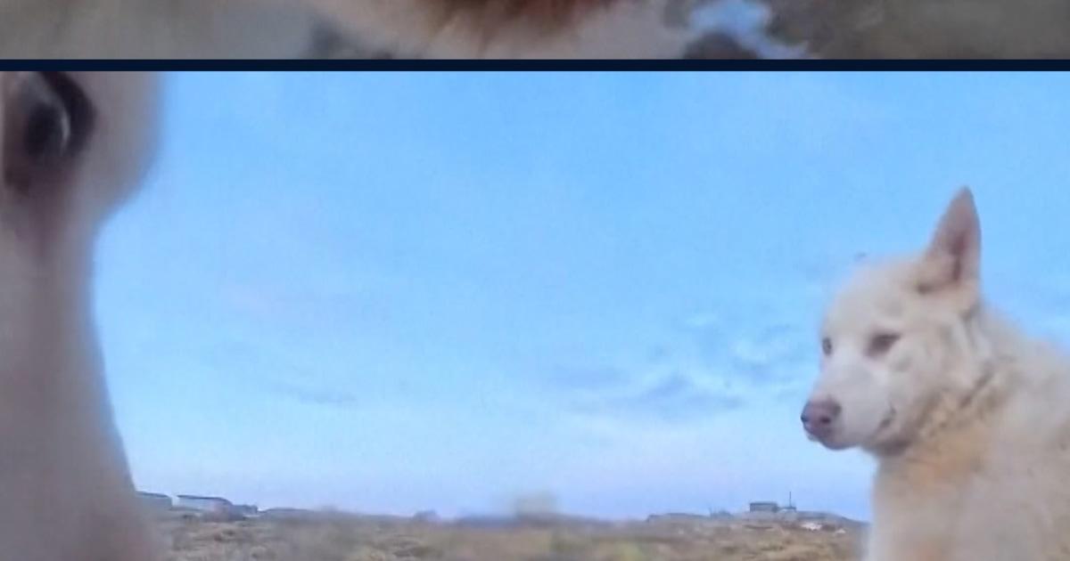 f vert brk dog steals camera 260204.00 01 01 12.Still003 ushydo