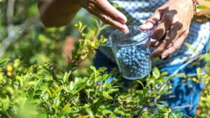 Quả mọng cổ xưa có thể cải thiện chức năng mạch máu, hầu hết mọi người bỏ qua trong tủ đông