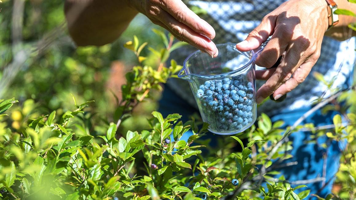 food drink benefits of wild blueberries 2