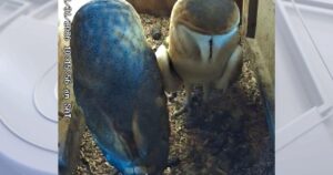 Cặp đôi ở Shadow Hills lập hộp cú lùn thu hút hàng triệu người xem toàn cầu