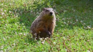 AI Dự báo thời tiết: Độ tin cậy thế nào so với Groundhog?