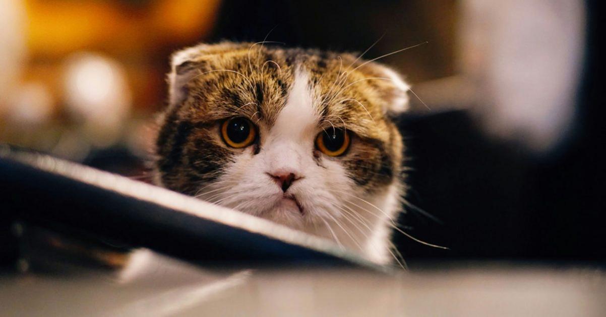 iOS 26.2.1 causing crashes freezes and severe battery drain for some