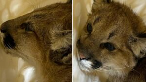 Báo động ở Castaic: Bầy sư tử núi con được tìm thấy một mình đang hồi phục 34 Báo động ở Castaic: Bầy sư tử núi con được tìm thấy một mình đang hồi phục