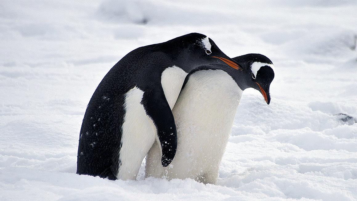penguins hugging snow
