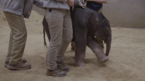 Voi con voi mẹ chào đời tại Sở thú Quốc gia Smithsonian