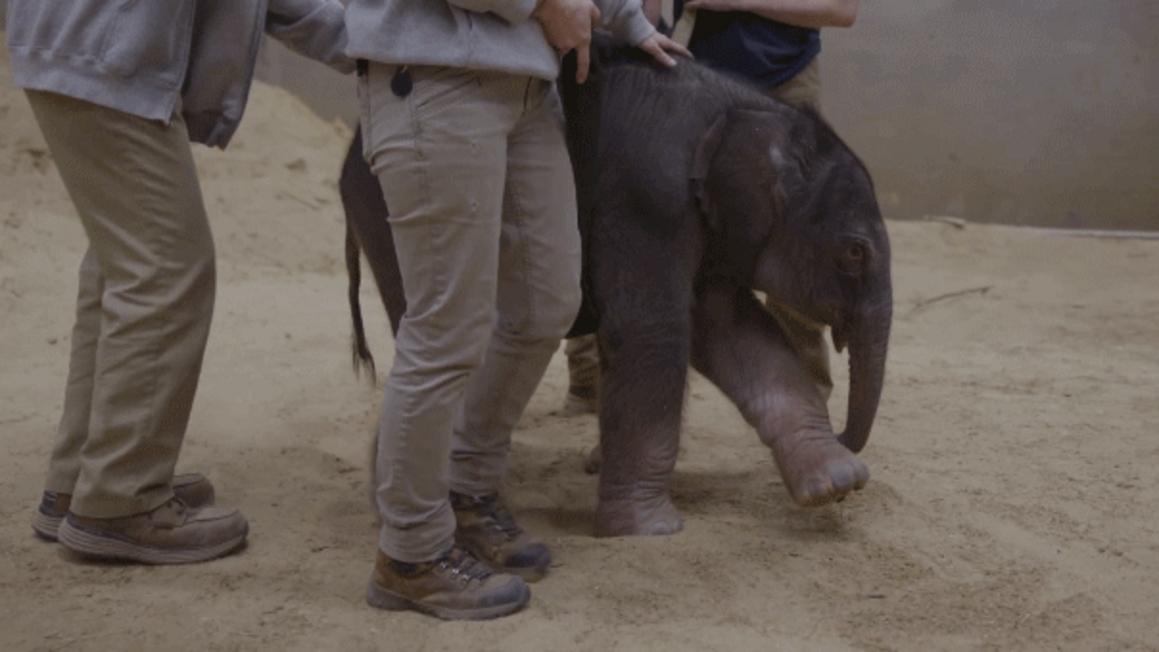 smithsonian elephant calf fox news 001
