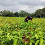 Varaha Ấn Độ nhận 20 triệu USD để mở rộng quy mô loại bỏ carbon từ Nam bán cầu