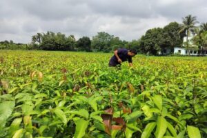 Varaha Ấn Độ nhận 20 triệu USD để mở rộng quy mô loại bỏ carbon từ Nam bán cầu