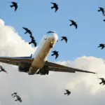 Chuyến bay United trở lại Newark sau va chạm với chim