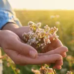 Thảo mộc cổ xưa được ví như ‘Valium tự nhiên’ gây tranh cãi trong giới chuyên gia