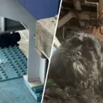 Chú Chó Được Cứu Thoát Từ Trên Cột Trụ Tại Trạm SEPTA West Philly