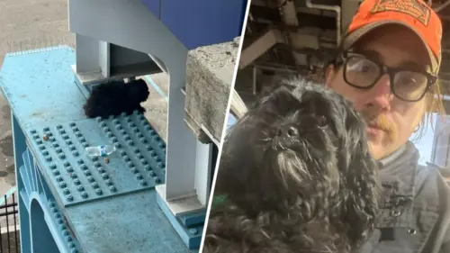 Chú Chó Được Cứu Thoát Từ Trên Cột Trụ Tại Trạm SEPTA West Philly