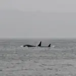 Bí ẩn cá voi sát thủ ở Puget Sound: Chúng đến từ đâu?