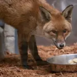 Cáo đỏ liều mình lên tàu hàng, vượt Đại Tây Dương sang Mỹ