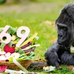 Mừng sinh nhật lần thứ 69 của Fatou, tinh tinh già nhất thế giới trong vườn thú