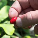 Trái cây ‘diệu kỳ’ giúp bệnh nhân ung thư vượt qua tác dụng phụ của hóa trị