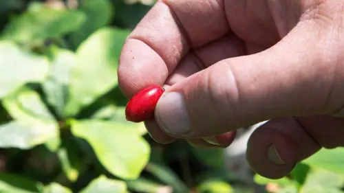 Trái cây ‘diệu kỳ’ giúp bệnh nhân ung thư vượt qua tác dụng phụ của hóa trị