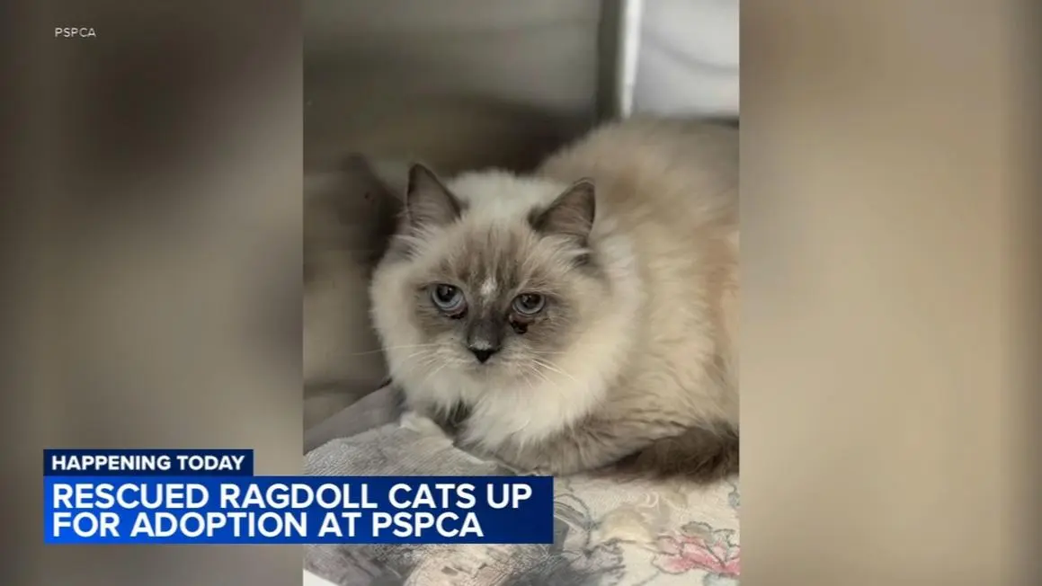 Mèo Ragdoll Vừa Được Cứu Sẵn Sàng Để Nhận Nuôi Từ SPCA Pennsylvania