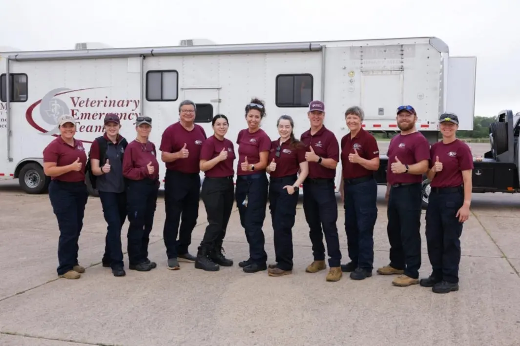 Đội Phản ứng Khẩn cấp Thú y Texas A&M Triển khai Chống Bùng phát Bệnh Giòi Vô Cùng