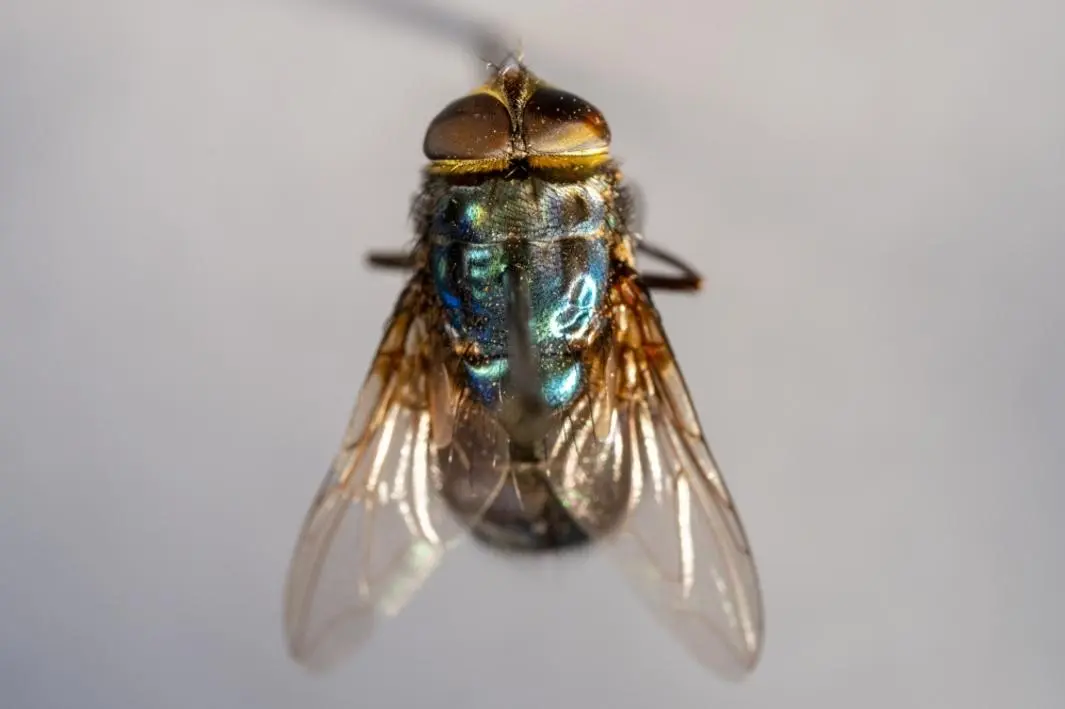 New World screwworm fly