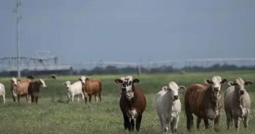 TBT: Sán khuẩn ăn thịt trở lại Hoa Kỳ, đe dọa ngành chăn nuôi gia súc trị giá 113 tỷ USD