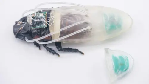 Robot Gián điệp Bọ cánh cứng: Tương lai cứu hộ sau thảm họa?