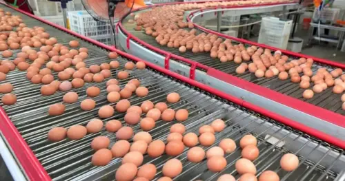 Bùng phát Cyclospora lan rộng, trứng bị thu hồi vì Salmonella