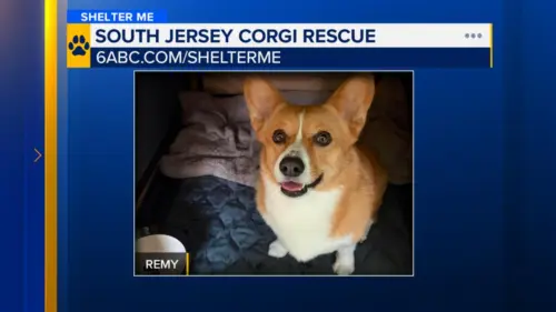 Gặp Remy: Chú Chó Corgi Đáng Yêu Từ Trung Tâm Cứu Trợ Nam Jersey