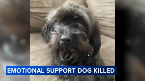 Gia đình cho biết chó cưng chết khi bảo vệ bé gái 12 tuổi trong vụ tấn công ở West Chester