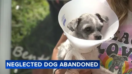 Đàn chó bị bỏ rơi tại Pennsylvania SPCA đang được chăm sóc