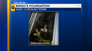 Gặp Teton và Acadia từ Bingo’s Foundation