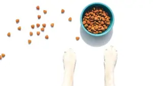 Sự khác biệt giữa thức ăn cho chó con và chó trưởng thành: Lời khuyên từ các bác sĩ thú y