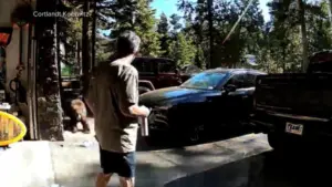 Người đàn ông ở California chống trả gấu hoang dã tấn công gần Hồ Tahoe