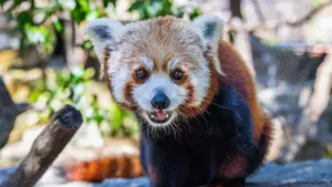Thế hệ gấu trúc đỏ thứ hai sinh ra tại vườn thú California đã qua đời