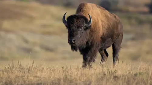 Du Khách Liều Lĩnh Chọc Giận Bò Rừng Ở Công Viên Quốc Gia Yellowstone