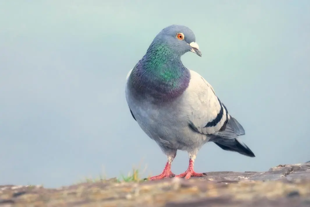 Ứng dụng &#8216;chậm&#8217; Roost đang đưa tốc độ giao tiếp về thời bồ câu đưa thư