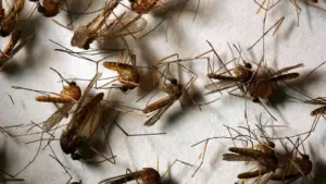 Ventura County Phát Hiện Muỗi Dương Tính Với Virus West Nile Đầu Tiên Năm 2026