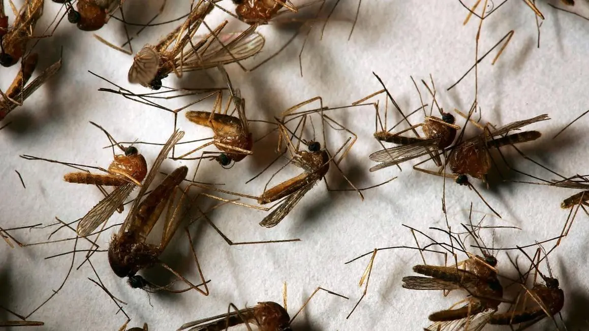 Ventura County Phát Hiện Muỗi Dương Tính Với Virus West Nile Đầu Tiên Năm 2026