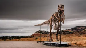 Bộ xương khủng long T. Rex kỷ lục gần 50 triệu đô tại nhà đấu giá Sotheby’s