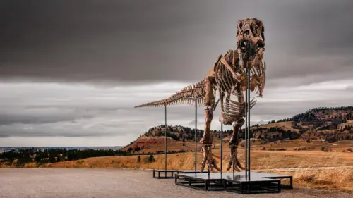 Bộ xương khủng long T. Rex kỷ lục gần 50 triệu đô tại nhà đấu giá Sotheby’s