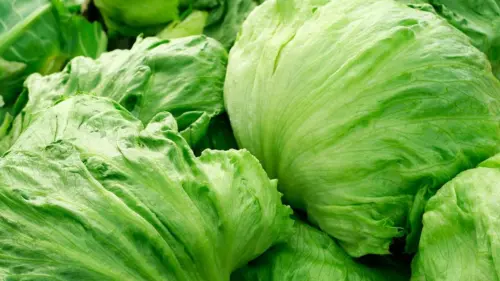 Taylor Farms thu hồi xà lách iceberg giữa đợt bùng phát cyclosporiasis
