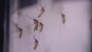 Houston và Hạt Harris báo cáo ca nhiễm virus West Nile ở người